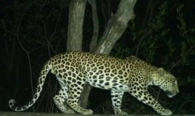 అలిపిరి మార్గంలో చిరుత సంచారం