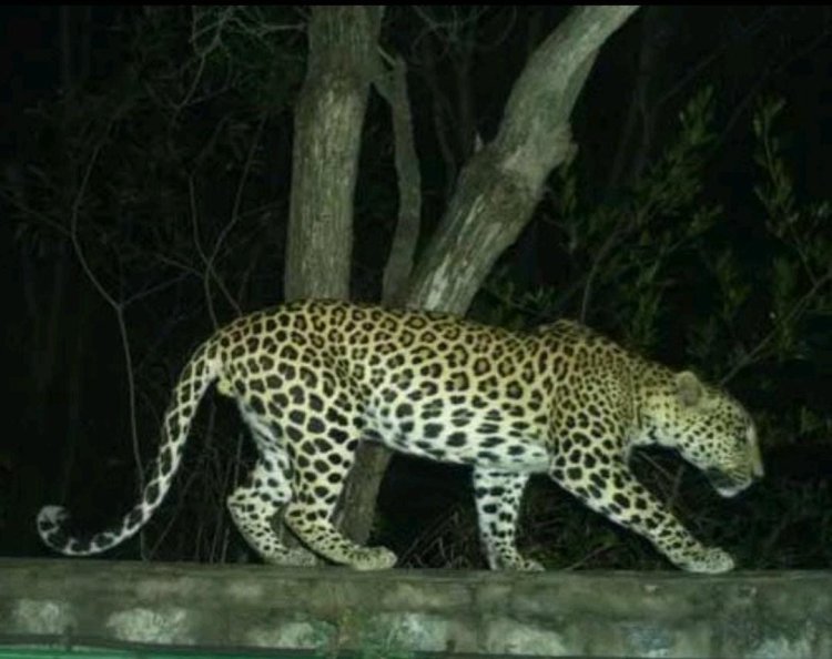 అలిపిరి మార్గంలో చిరుత సంచారం